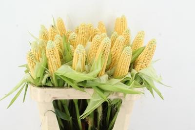 Siervruchten per tak Zea mays