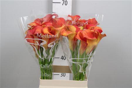 Zantedeschia 'Captain Trinity'