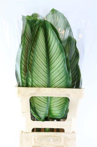Calathea makoyana