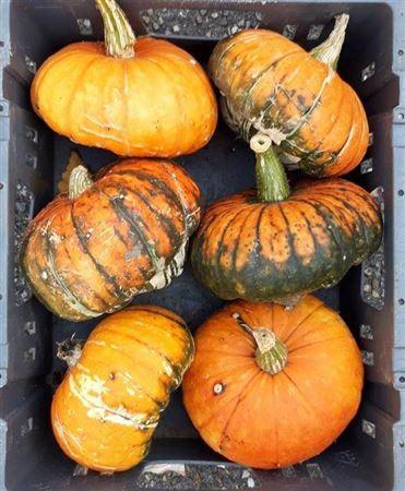 Siervruchten per stuk Cucurbita maxima Turk's Turban Mix