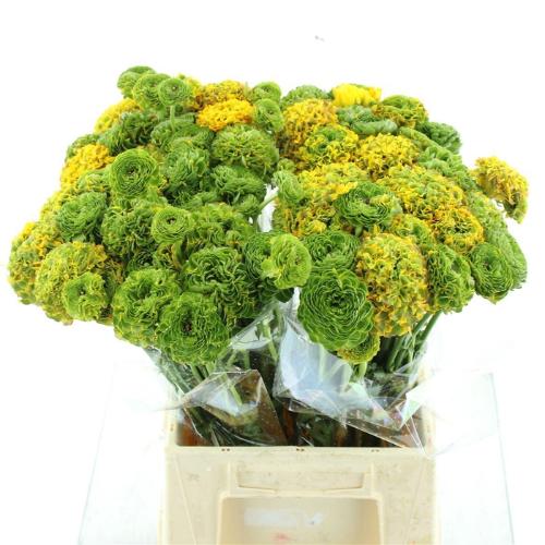 Ranunculus asiaticus Pon-Pon Merlino