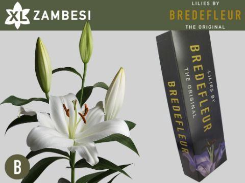 Lilium Oriental x Trumpet Grp 'Zambesi'