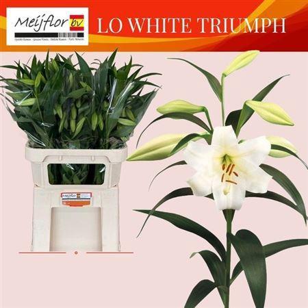 Lilium Longiflorum x Oriental Grp White Triumph