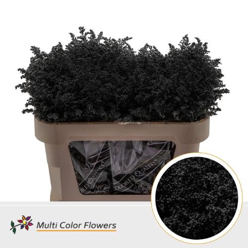 Solidago kleurbehandeld H%