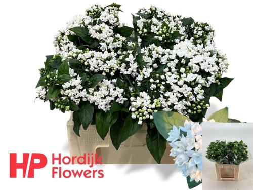 Bouvardia dubbelbloemig Sparkles Improved