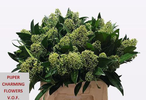 Skimmia per bos confusa 'Kew Green'