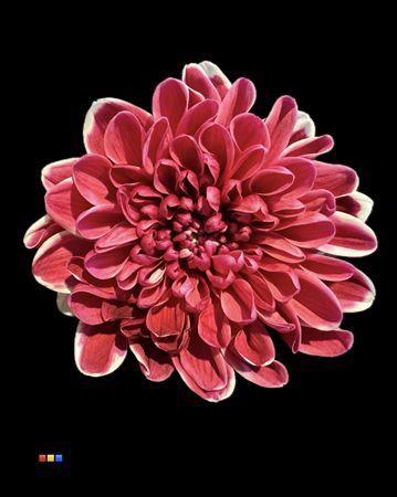 Chrysanthemum Indicum Grp tros kas kleurbehandeld H%