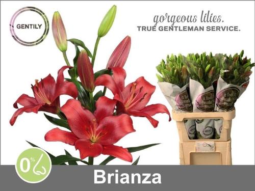Lilium (LA-hybrids Grp) 'Brianza'