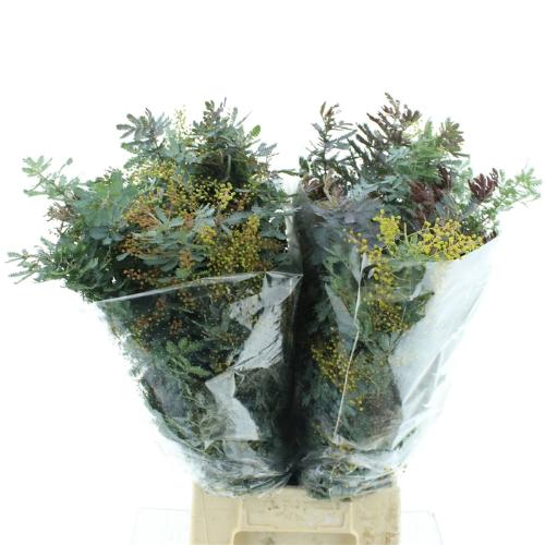 Acacia baileyana bloeiend per bos 'Purpurea'