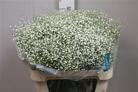 Gypsophila paniculata Zinzi Discovery