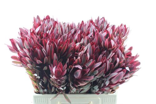 Leucadendron 'Jester'