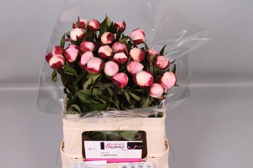 Paeonia Lactiflora Grp 'Gardenia'
