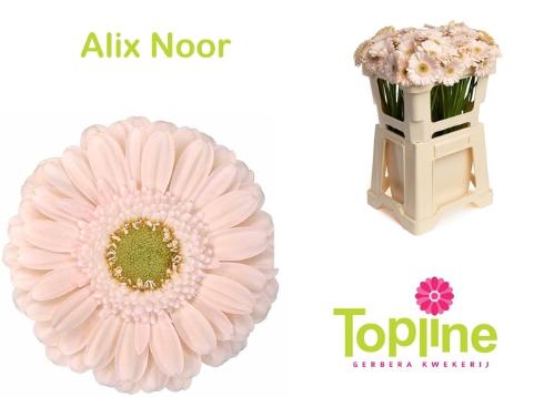 Gerbera mini Alix-Noor