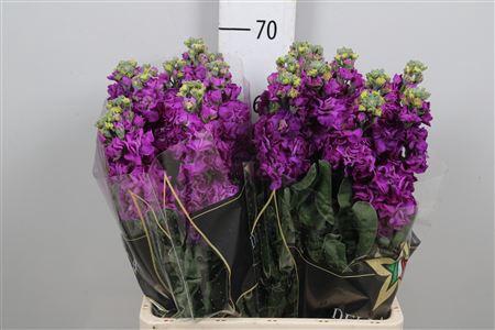 Matthiola incana 'Iron Purple'