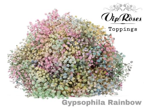 Gypsophila overig kleurbehandeld H%