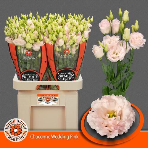 Eustoma russellianum gevuldbloemig 'Chaconne Wedding Pink'