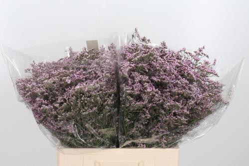 Limonium Safora Oshi Pink