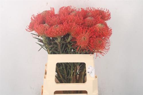 Leucospermum cordifolium 'Succession'