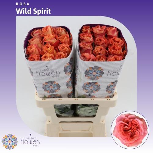 Rosa grootbloemig Wild Spirit