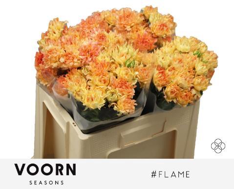 Rosa tros #Flame