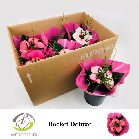 Anthurium Andreanum Grp Love Collectie