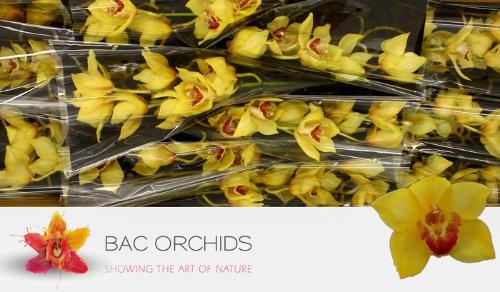 Cymbidium grootbloemig per tak A Su 'Golden Fleece'