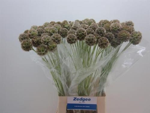 Scabiosa stellata ( zaaddoos)