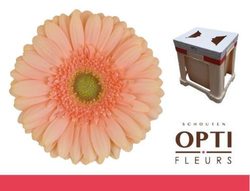 Gerbera grootbloemig Pre - Extase