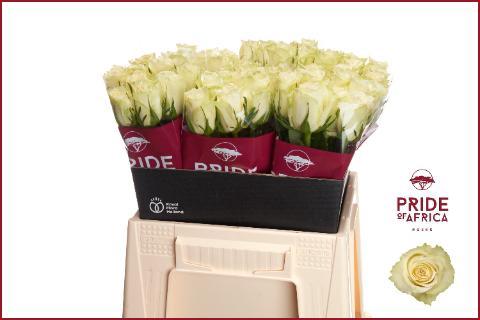 Rosa grootbloemig Athena