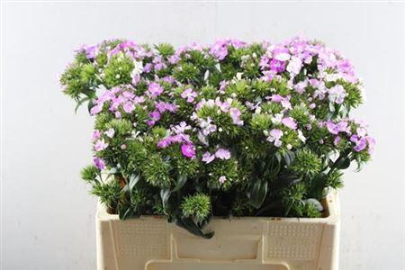 Dianthus barbatus 'Amazon Rose Magic'