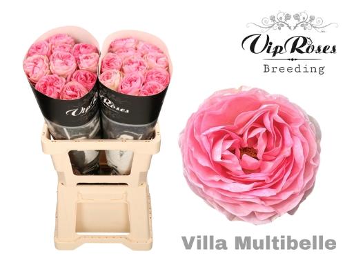 Rosa grootbloemig Villa Multibelle