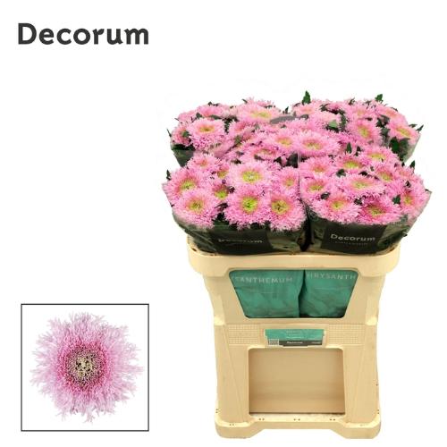 Chrysanthemum Indicum Grp geplozen Etrusko