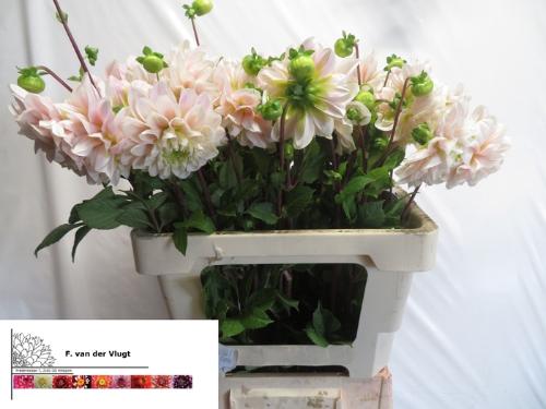 Dahlia (Decorative Grp) 'Sweet Nathalie'