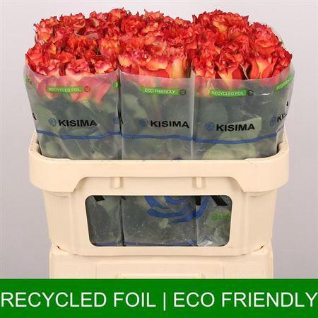 Rosa grootbloemig Free Spirit