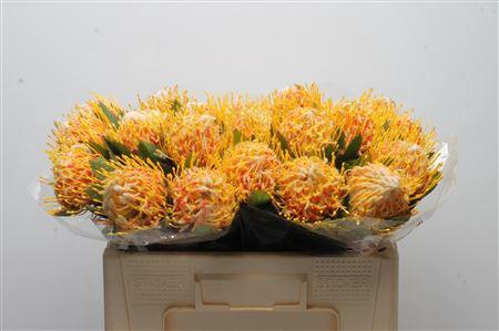 Leucospermum nutans 'Veldfire'