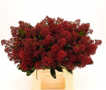 Skimmia per bos japonica 'Rubella'