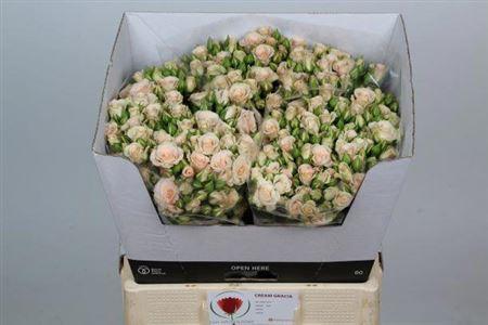 Rosa tros Cream Gracia