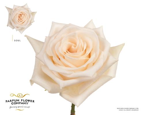 Rosa grootbloemig overig