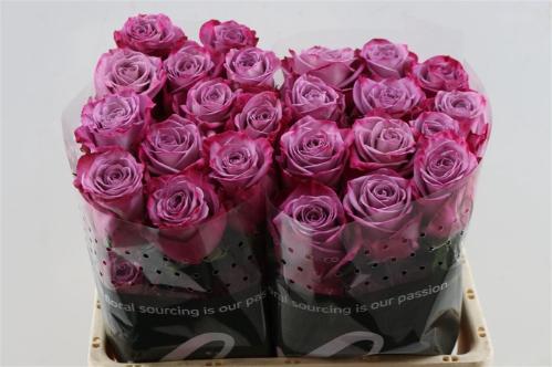 Rosa grootbloemig Moody Blues!