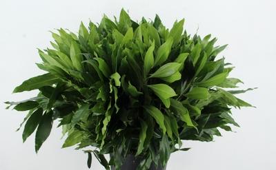 Cocculus laurifolius