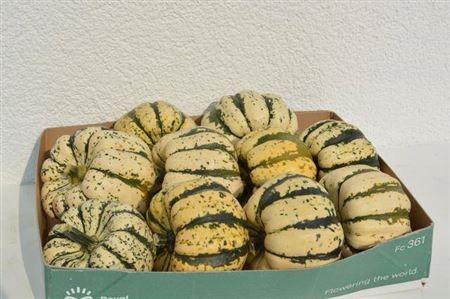 Siervruchten per stuk Cucurbita pepo 'Sweet Dumpling'