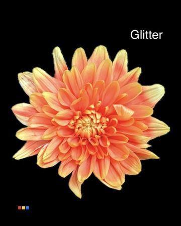 Chrysanthemum Indicum Grp tros kas kleurbehandeld H%