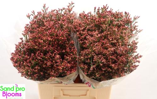 Limonium sinensis Maxima Diamond
