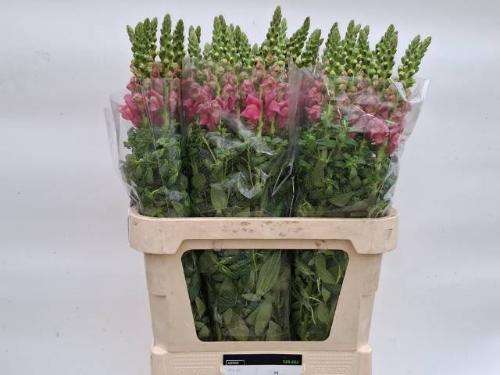 Antirrhinum majus 'Potomac Pink'
