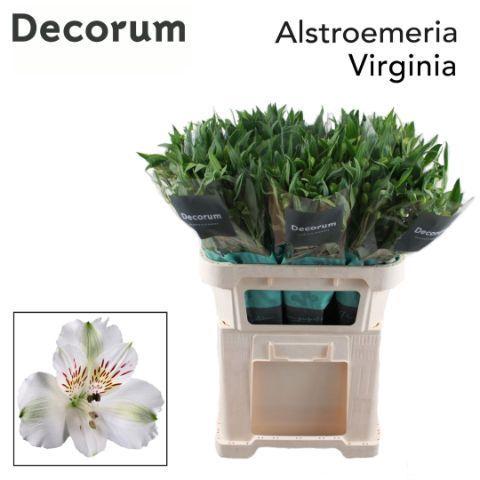 Alstroemeria 'Virginia'