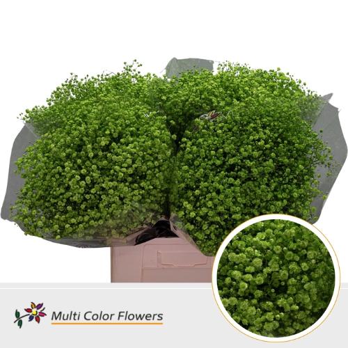 Gypsophila overig kleurbehandeld H%