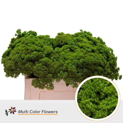 Sedum kleurbehandeld H%