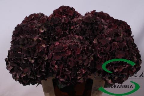 Hydrangea macrophylla Magical Dark Ruby (classic)