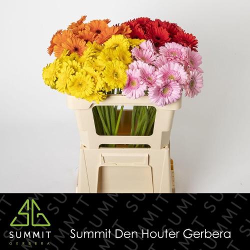 Gerbera mini gemengd