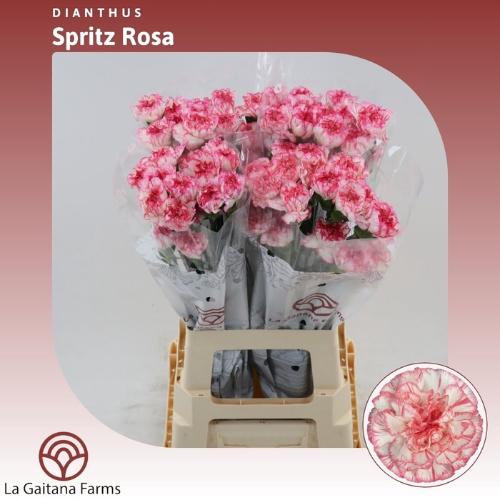 Dianthus standaard 'Spritz'